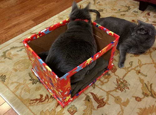 Two gray cats lie around DIY cardboard cat bed covered in red fabric with different colored stars.
