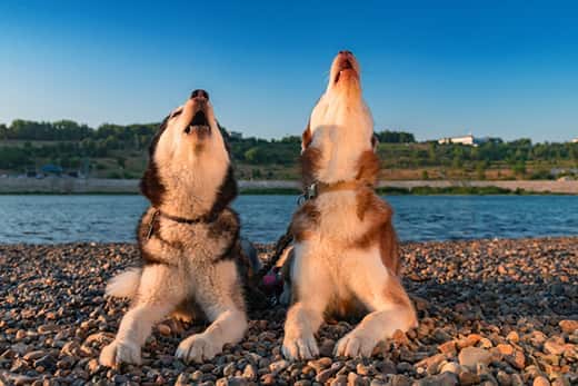 Two huskies howling while they lay on a lakeside beach.