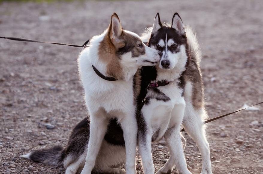 One husky kissing another while sitting outside.