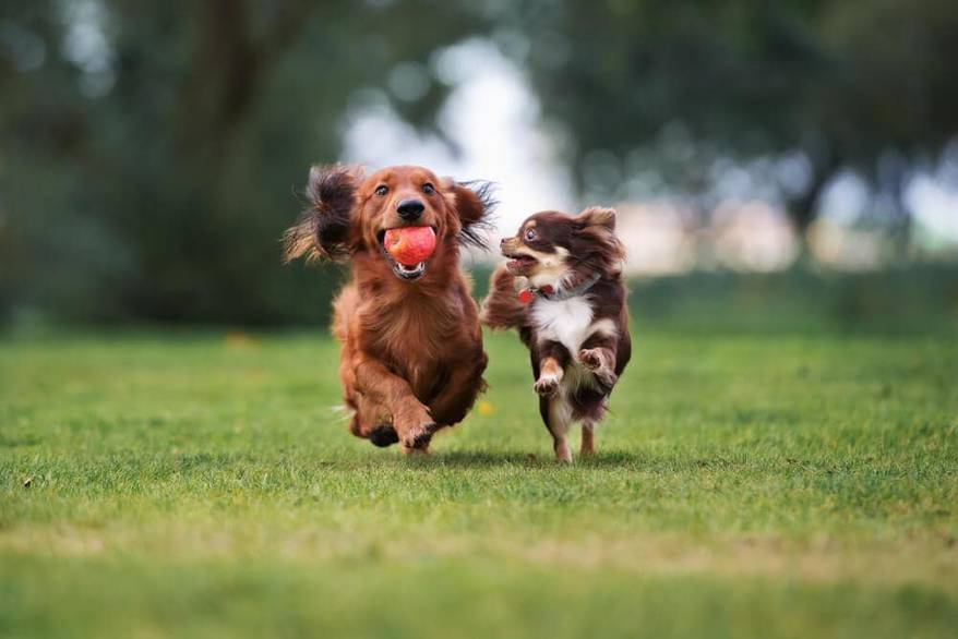 two dogs running