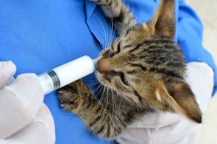Vet feeding a kitten with a syringe