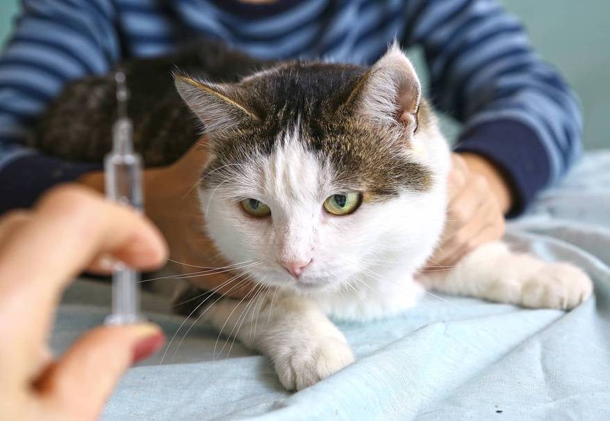 Veterinarian hand with syringe and cat close up photo