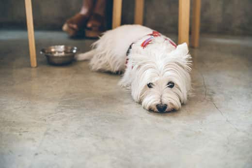 West Highland White Terrier laying on a concrete floor.