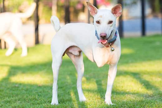 White dog with three legs smiles while standing in a park.