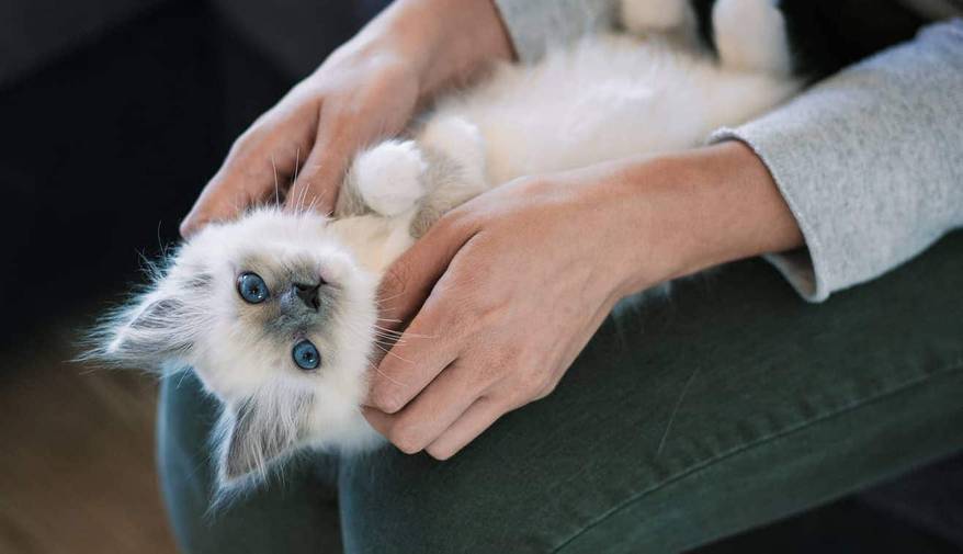 White kitten lying on back in human's lap.