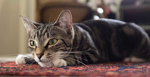 Wide-eyed cat lays in a pounce-ready position on red patterned carpet.