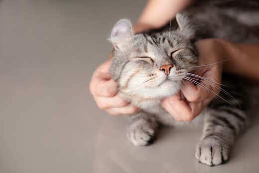 Human hands scratching the chin of a relaxed, gray cat.