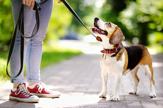 Woman standing next to a beagle in red collar on a leash in the park.