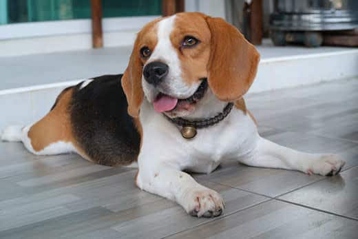 Young adult beagle smiling with tongue out lying on kitchen floor