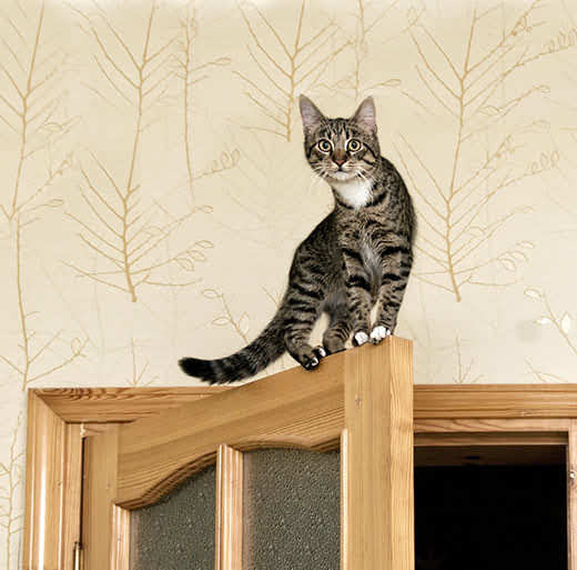 young cat standing on top of an open door.