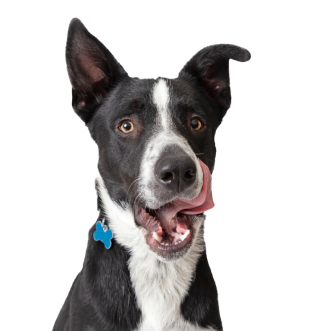 dog licking its lips