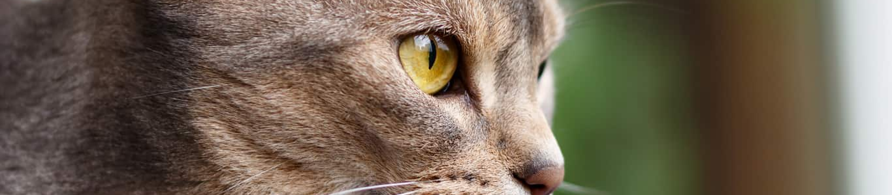 Abyssinian cat looking intently
