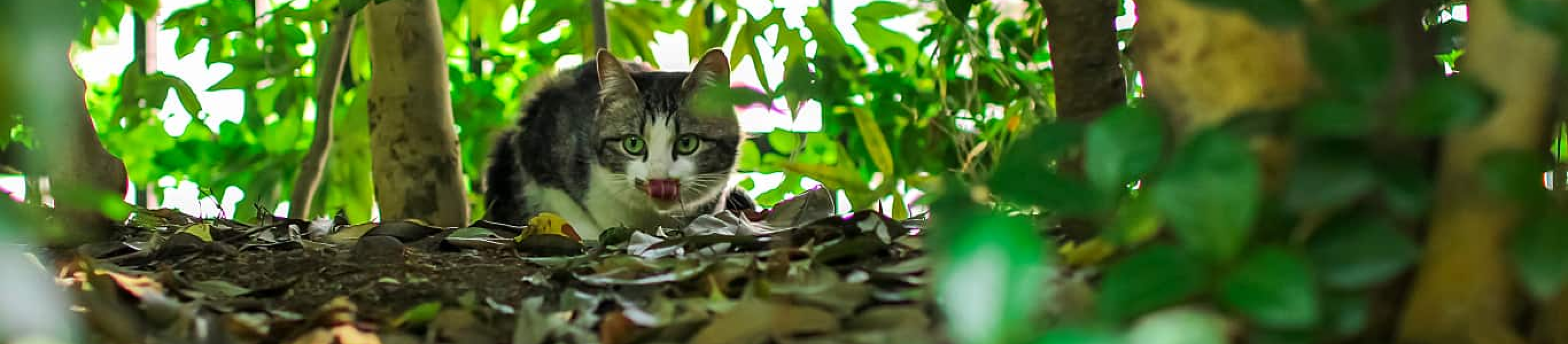 Cat under plants outdoors