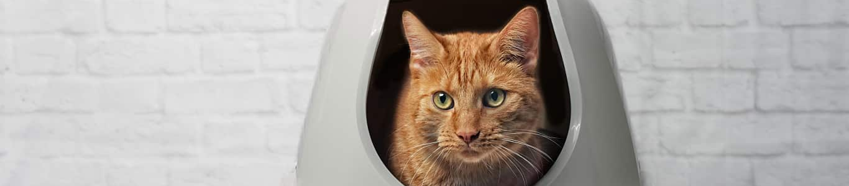 Orange cat sticking head out of litterbox
