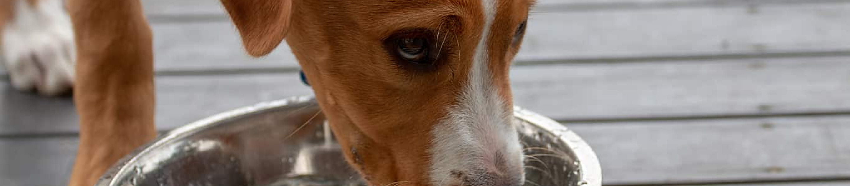 Dog Drinking out of bowl on deck