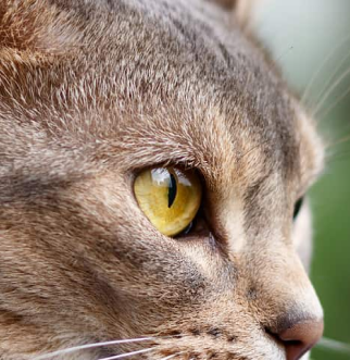 Abyssinian cat looking intently