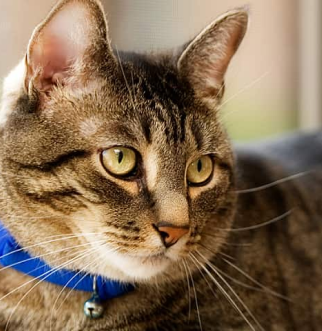Tabby cat in blue collar on window sill