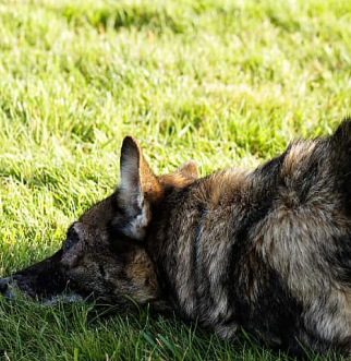 German Shepherd doing downward dog in grass