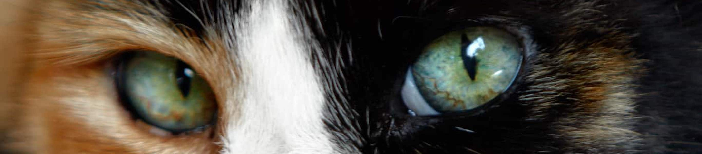 Close up of Calico cat