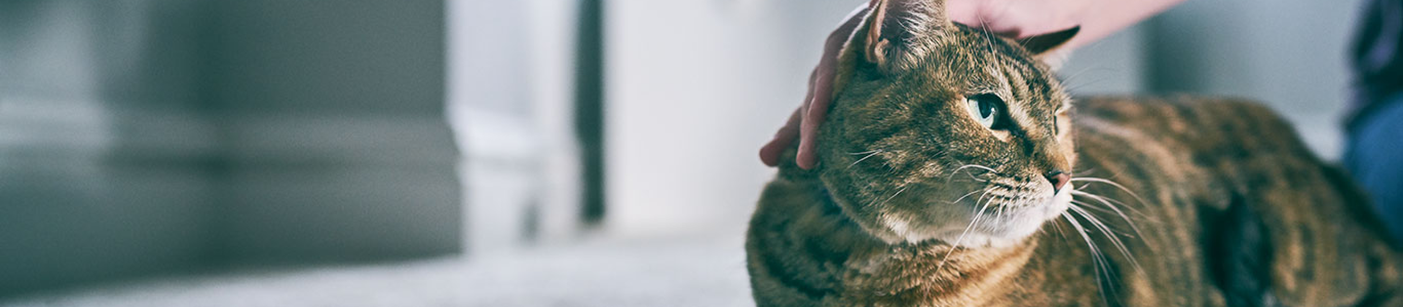 Owner petting cat on floor