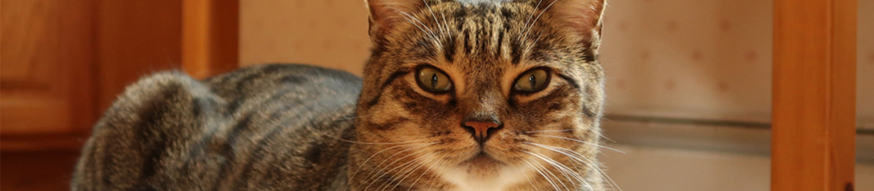 Cat sitting on a white chair