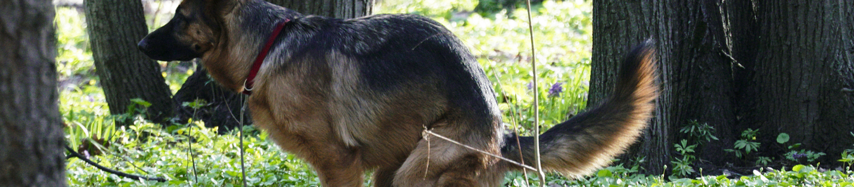German Shepherd squatting