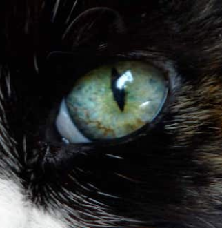 Close up of Calico cat