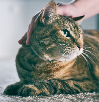 Owner petting cat on floor