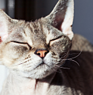 Cat with eyes closed by window