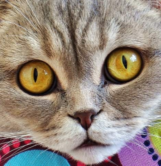 Gray cat with yellow eyes staring forword