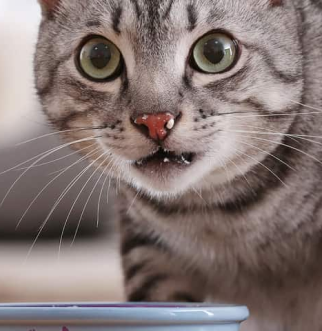 Striped cat looking up from bowl