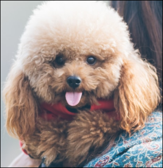 Woman holding poodle over shoulder