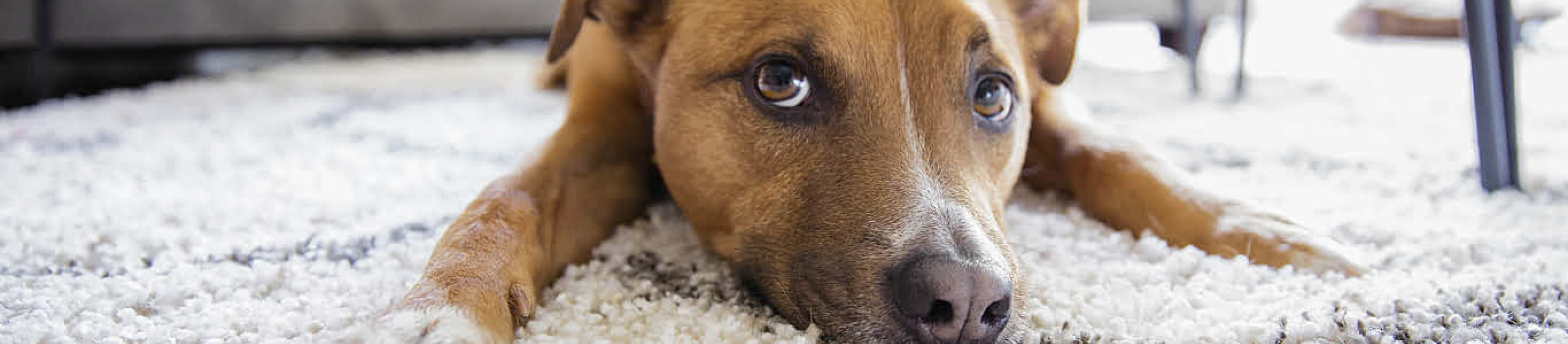 Brown Dog laying on white rug