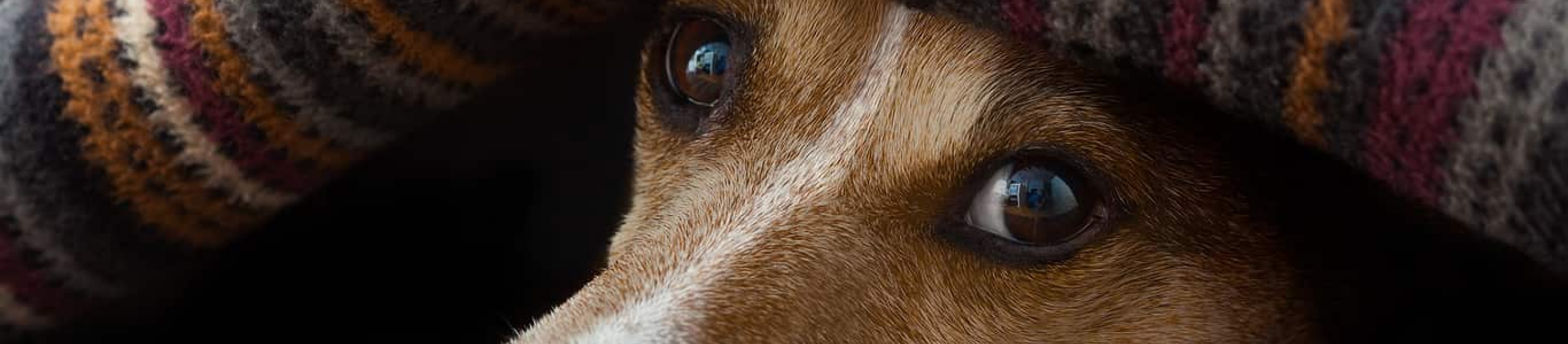 Jack Russell hiding under blanket