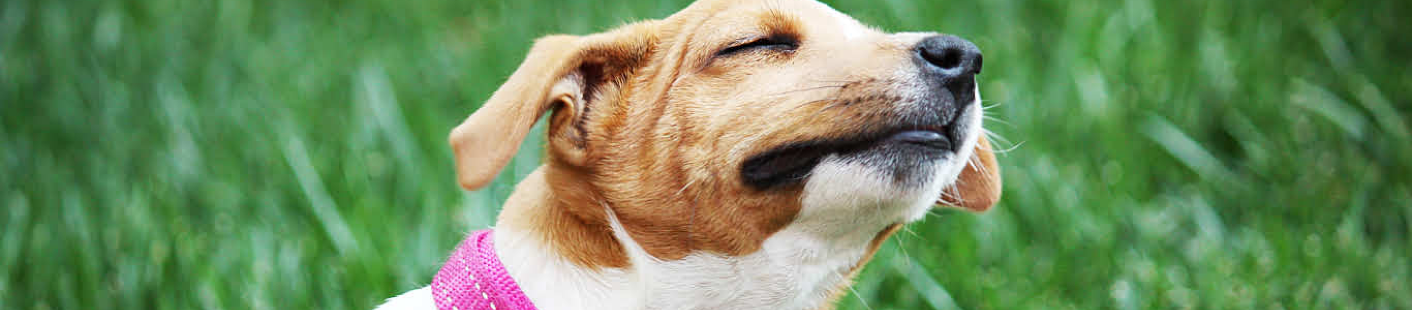 Jack Russell puppy with pink collar scratching