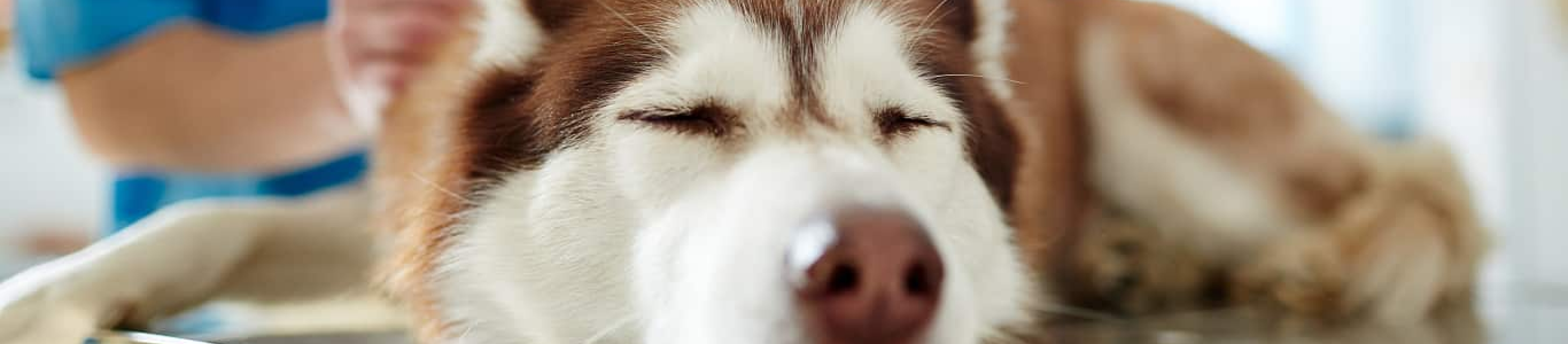 Red Husky getting examined by vet on table