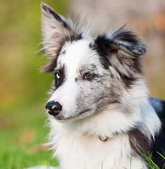 Black and white Border Collie sitting in grass