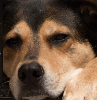 Dog sleeping on black dog bed in crate