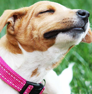 Jack Russell puppy with pink collar scratching