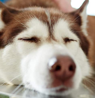 Red Husky getting examined by vet on table