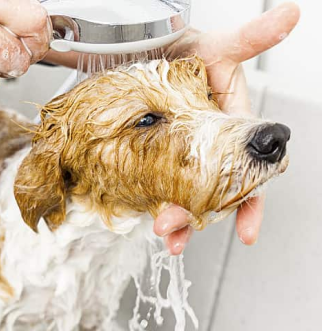 washing dog in sink