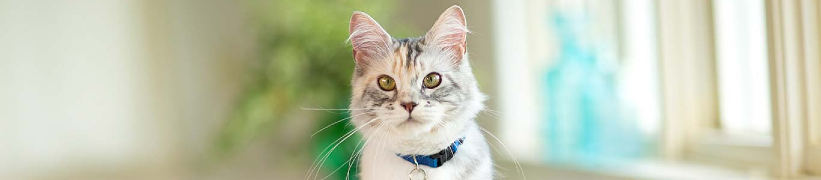 Gray and white cat in blue collar