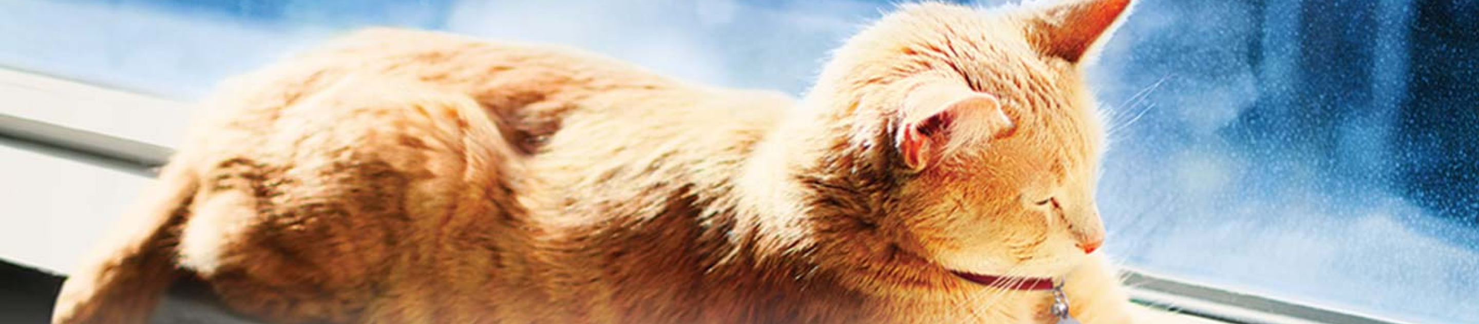 Yellow cat on windowsill