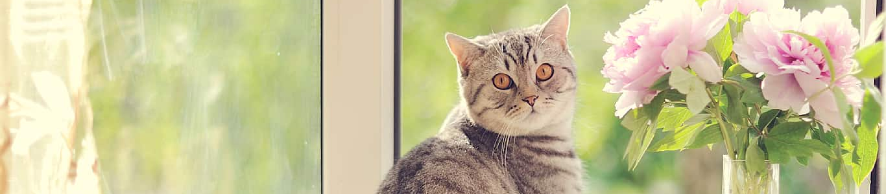 gray striped cat sitting near bouquet of flowers
