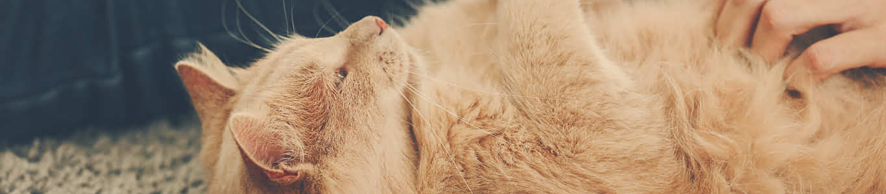 Long haired orange cat on back