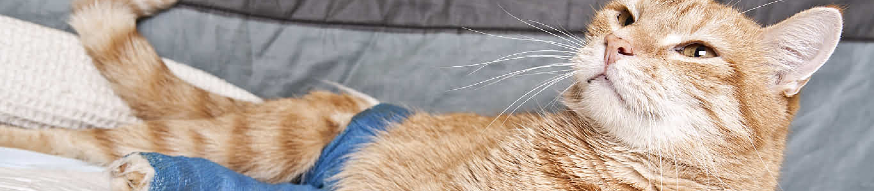 Orange and white cat with broken leg in blue cast