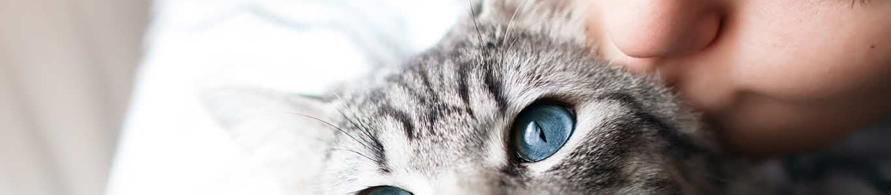 Woman kissing blue eyed cat