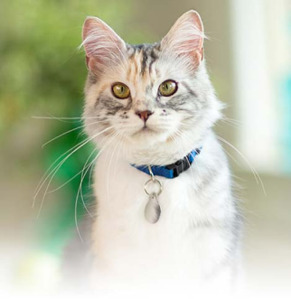 Gray and white cat in blue collar