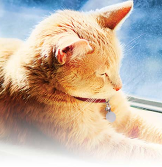 Yellow cat on windowsill