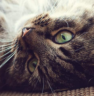 Brown tabby scratching sofa on back